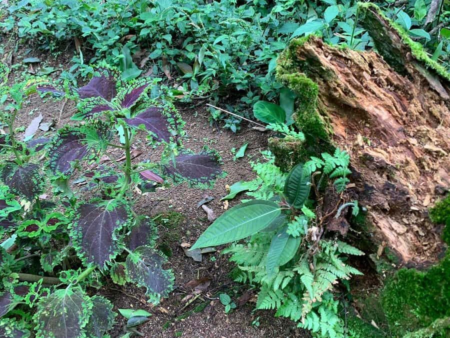 Paraty: Gold Trail Rainforest Hiking Tour - What to Bring So the Day Feels Easy, Not Hard