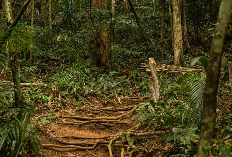 Paraty: Pão de Açucar Peak Trekking and Hiking Tour - Best Fit: Who This Sugarloaf Hike Suits (and Who Should Skip It)