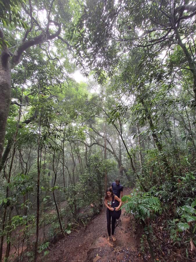 Pedra Bonita Trail: The easiest trail with a beautiful view of Rio - Wildlife and insects in the Tijuca Forest: what you might spot