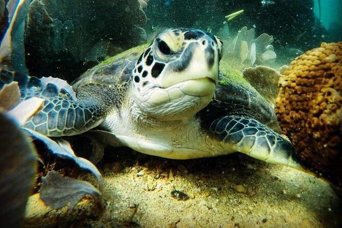 Private Program for Accredited Diver in Búzios - Praia João Fernandes stop: what your 2 hours feel like