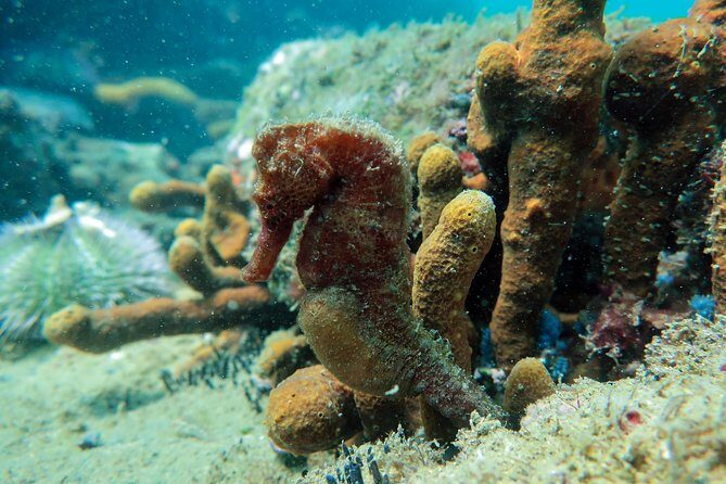 Private Program for Accredited Diver in Búzios - Equipment care and standards: why that matters in a one-beach session