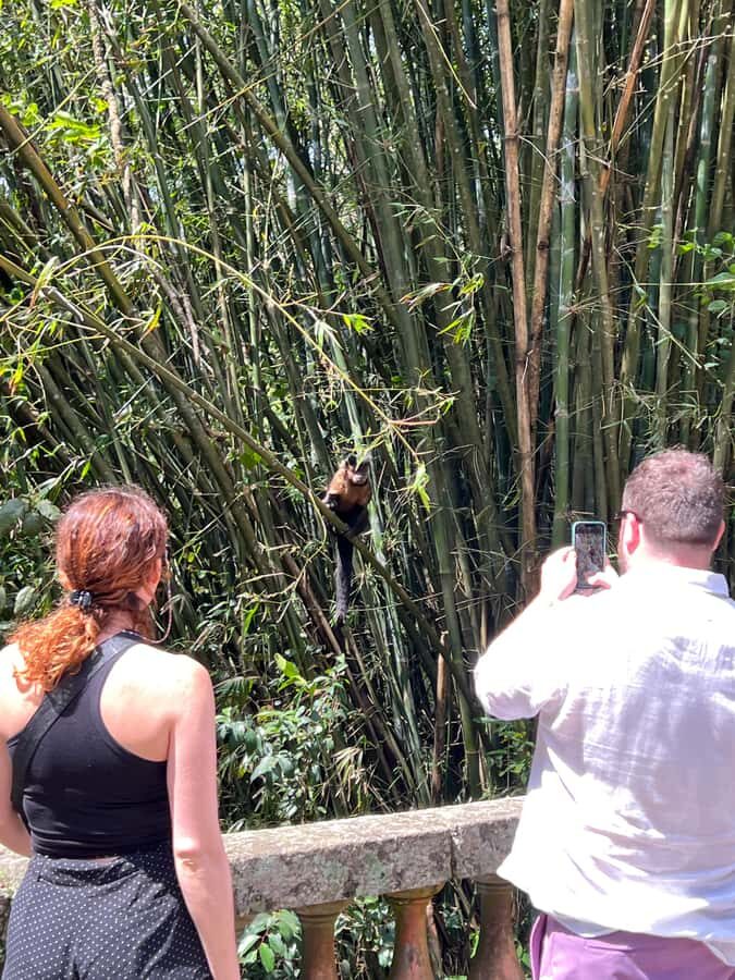 Private Tijuca Forest & Botanical Garden Guided Tour - Chinese Viewpoint: the Rio skyline from 388 meters up