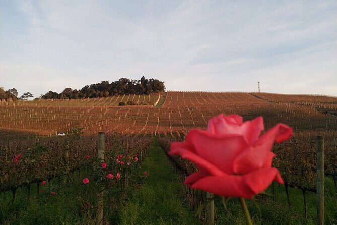 Private Tour to Serra Gaúcha Vineyards - Bento Gonçalves start: timing, photo stops, and an early start that makes sense