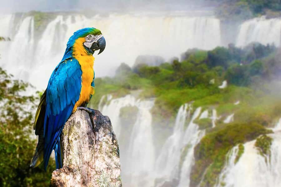 Puerto Iguazú: Tour to Brazilian Iguazú Falls with Bird Park - The 6–8 hour plan: how to pace yourself