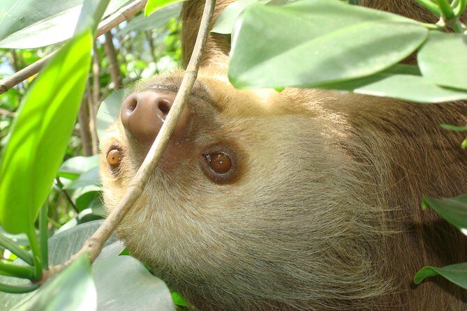 Puerto Limon Highlights 6 in 1 combo Tour. Shore Excursion - Key things to know before you go