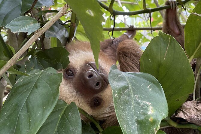 Puerto Viejo Sloth Jungle and River Kayaking Tour - Key highlights worth your time