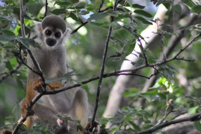 Regional Cruise in the Amazon - From Santarém to Alter do Chão: an easy Amazon entry point