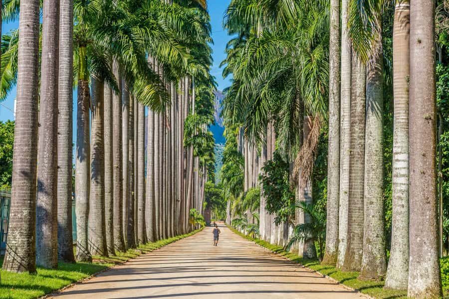 Rio: Botanical Garden, Tijuca Forest, and Parque Lage Tour - What’s included (and what you’ll need to add yourself)