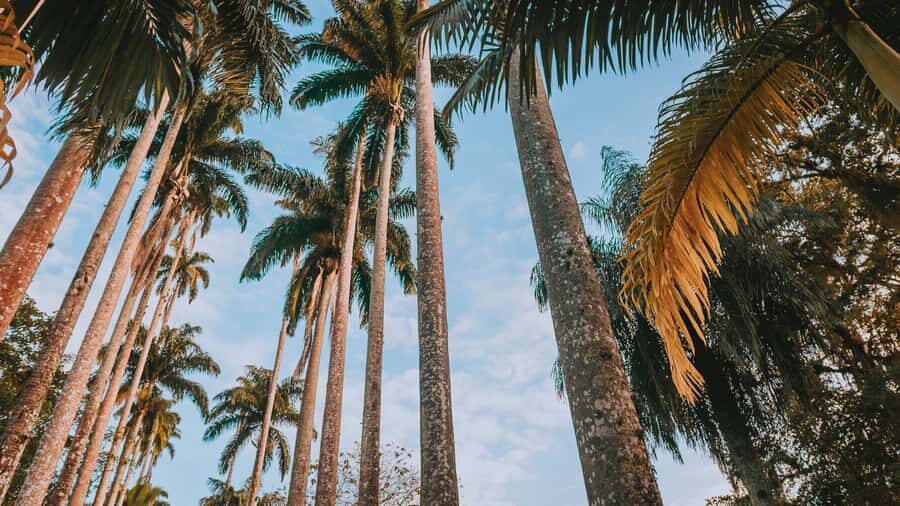 Rio de Janeiro: 4-Hour Botanical Garden & Tijuca Forest Tour - Tijuca National Forest: a walk that actually teaches