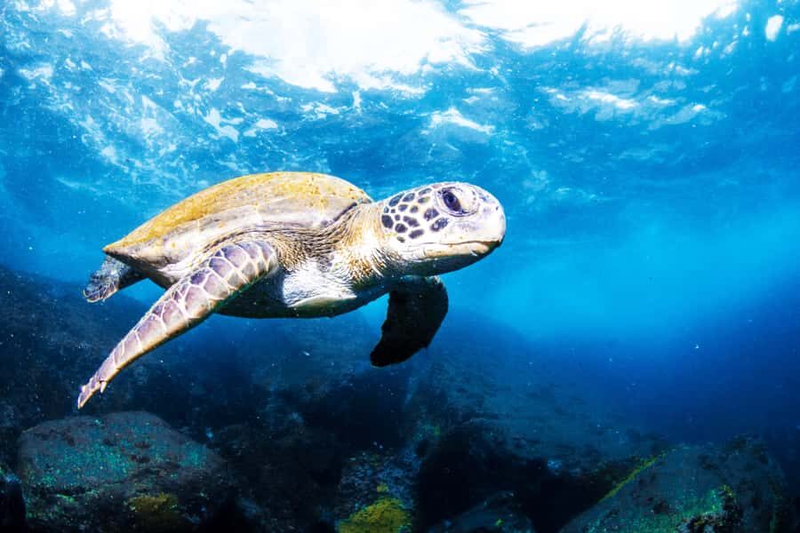 Rio de Janeiro: Arraial do Cabo Scuba Diving Day Trip - Getting to the harbor: pickup options that reduce stress