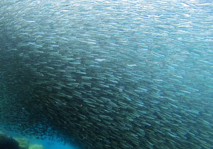 Rio de Janeiro: Arraial do Cabo Scuba Diving Day Trip - On the boat: snacks, briefing, and the wait-for-your-turn reality