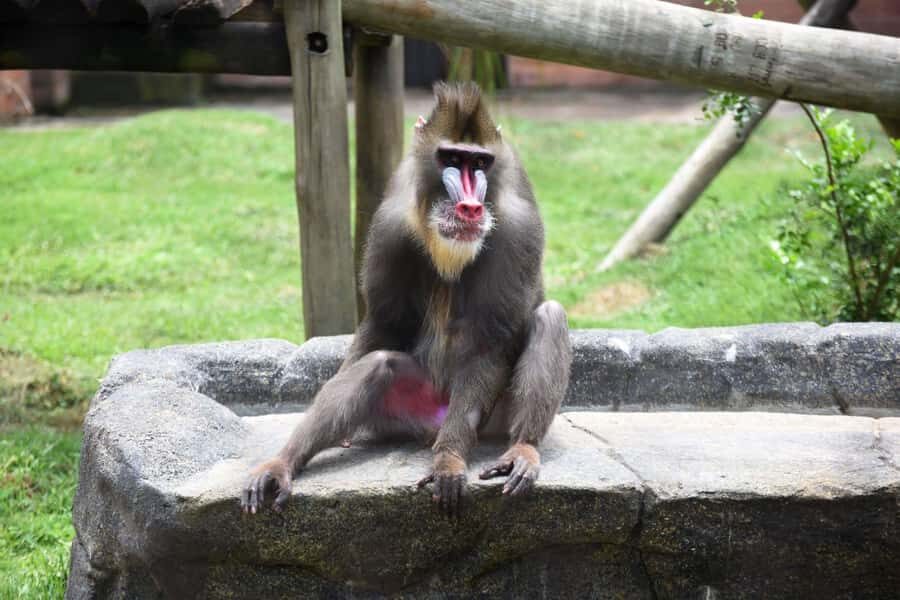 Rio de Janeiro: BioParque Guided Tour with Transfer - Key things I’d plan around before you go