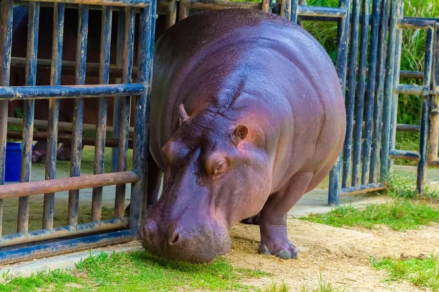 Rio de Janeiro: BioParque Guided Tour with Transfer - Seeing Over 140 Species in 51 Enclosures Without Losing the Plot