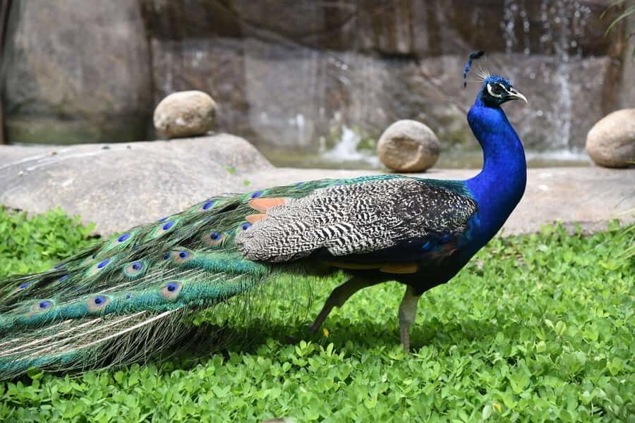 Rio de Janeiro: BioParque Guided Tour with Transfer - Practical Tips for Comfort and Smooth Entry