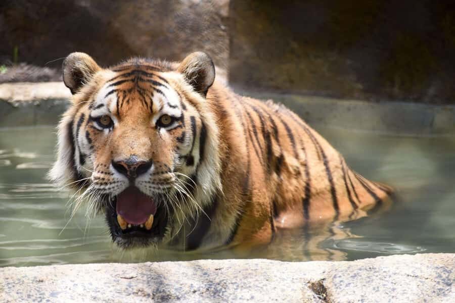 Rio de Janeiro: BioParque Guided Tour with Transfer - Organization Check: What to Do If the Day Feels Messy