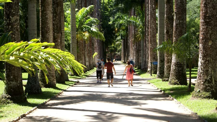 Rio de Janeiro: Botanical Garden Guided Visit - What to pack and how to time your expectations