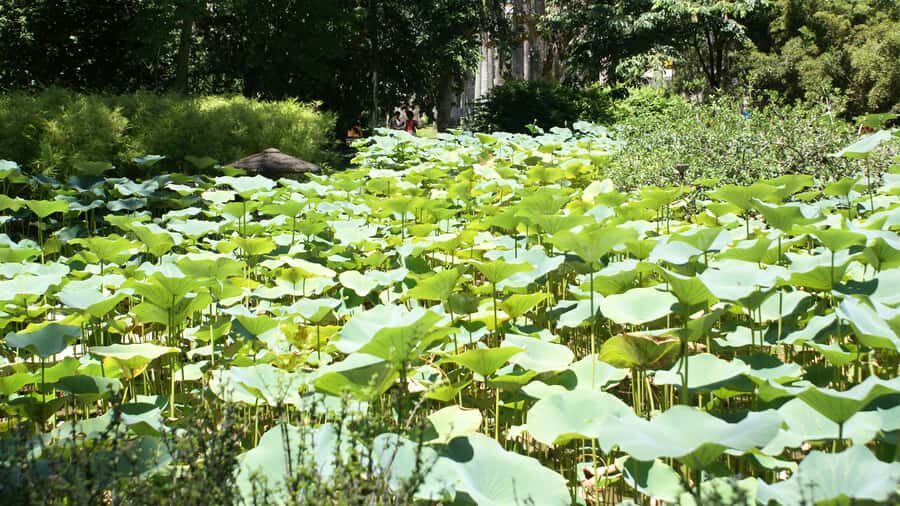 Rio de Janeiro: Botanical Garden Guided Visit - Old gunpowder factory: the strange history stop that makes the garden feel real
