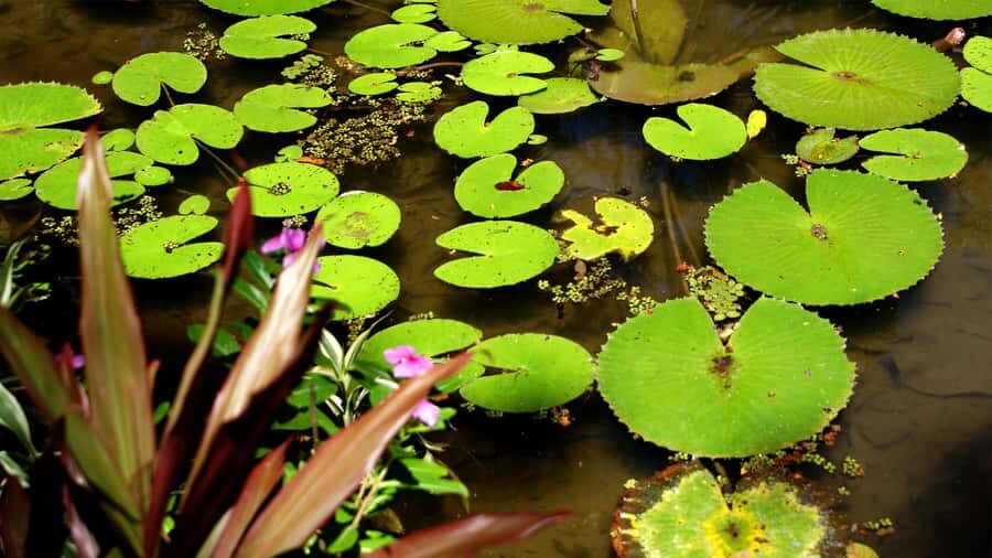 Rio de Janeiro: Botanical Garden Guided Visit - Price and value at about $83 per person for 4 hours