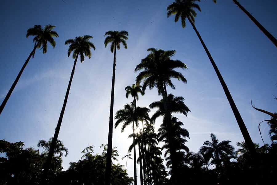 Rio de Janeiro: Botanical Garden & Tijuca Forest Guided Tour - Pickup Zones and How to Plan Your Timing