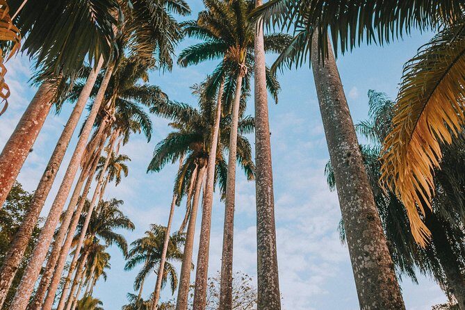 Rio de Janeiro Botanical Garden & Tijuca Forest Tour - A half-day that stitches Rio’s botany and rainforest together