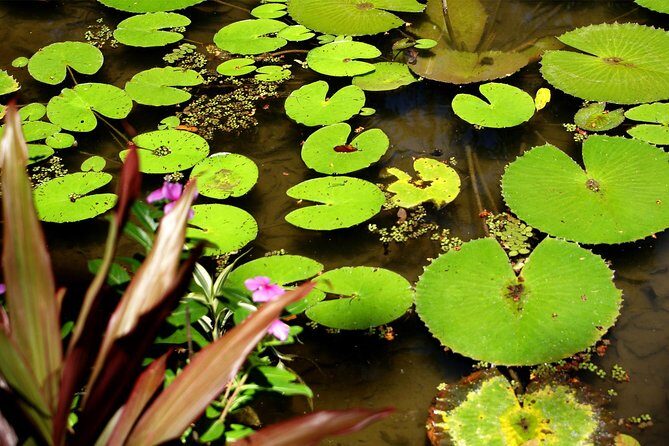 Rio de Janeiro Botanical Garden Tour - Free Time to Explore: What You Can Do Without a Script