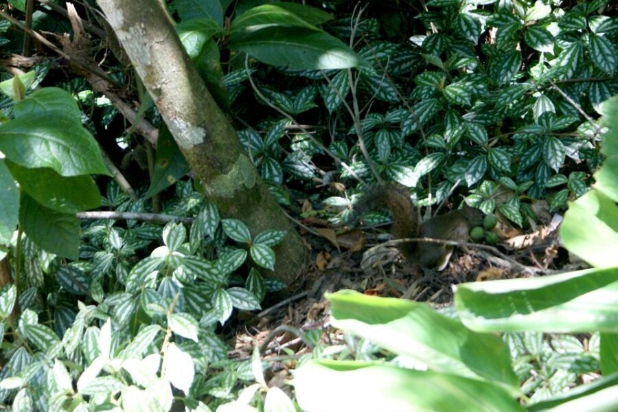 Rio de Janeiro: Guided Jeep Tour through Tijuca Rainforest - What to bring for Tijuca: shoes, sunscreen, and a smart clothing plan