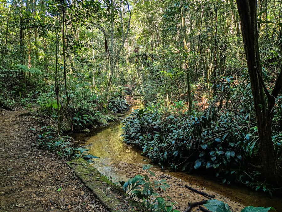 Rio de Janeiro: Guided Jeep Tour through Tijuca Rainforest - Cascatinha Taunay waterfall: a quick visit you’ll remember