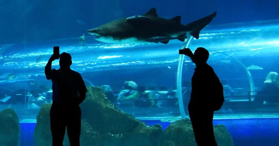 Rio de Janeiro: Marine Aquarium Entry Tickets - Key things to know before you go