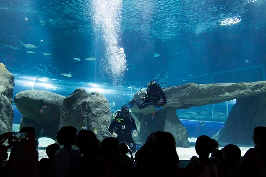 Rio de Janeiro: Marine Aquarium Entry Tickets - AquaRio in Rio: what you’re actually buying