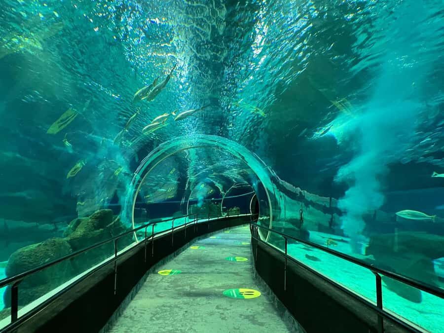 Rio de Janeiro: Marine Aquarium Entry Tickets - Inside the aquarium: 2,000 animals and 350 species