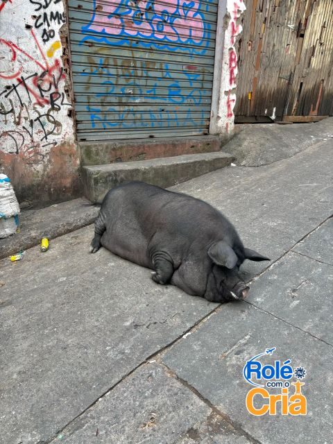 Rio de Janeiro: Rocinha Favela guided tour - Key highlights worth your attention