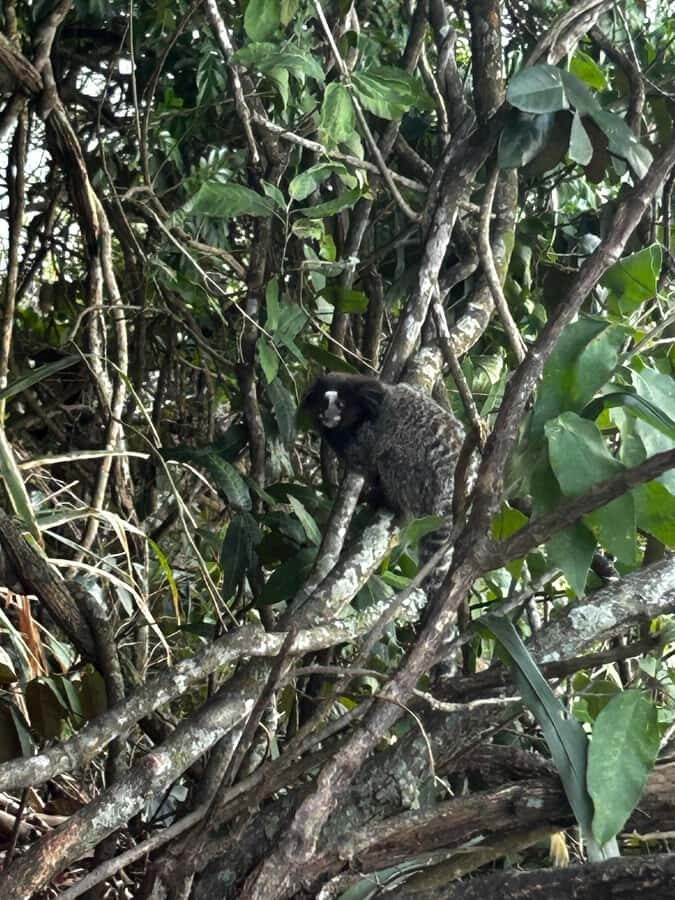 Rio De Janeiro: SUGARLOAF MOUNTAIN HIKE & CLIMB - What you do on the Sugarloaf Mountain hike and climb
