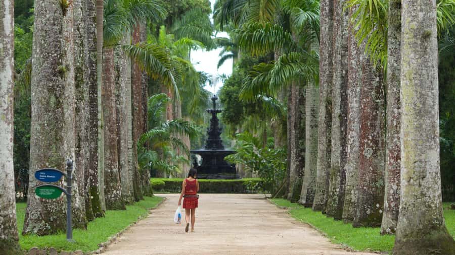 Rio de Janeiro: Tijuca National Park & Botanic Garden Tour - Wildlife spotting rules that keep the experience respectful
