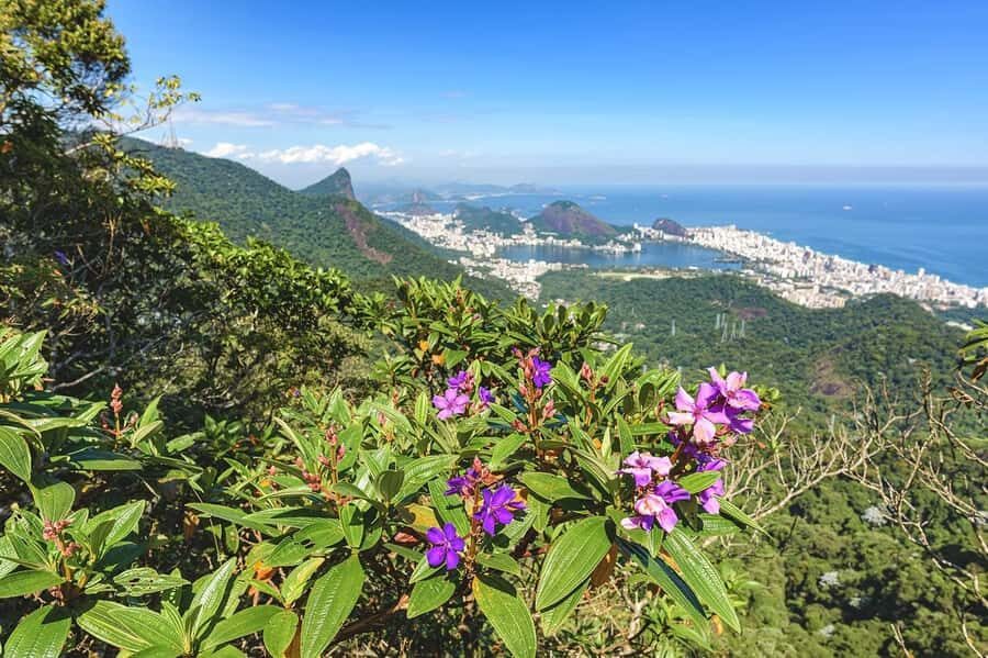 Rio de Janeiro: Tijuca National Park & Botanic Garden Tour - Botanical Gardens: 7,000+ species and a calmer pace