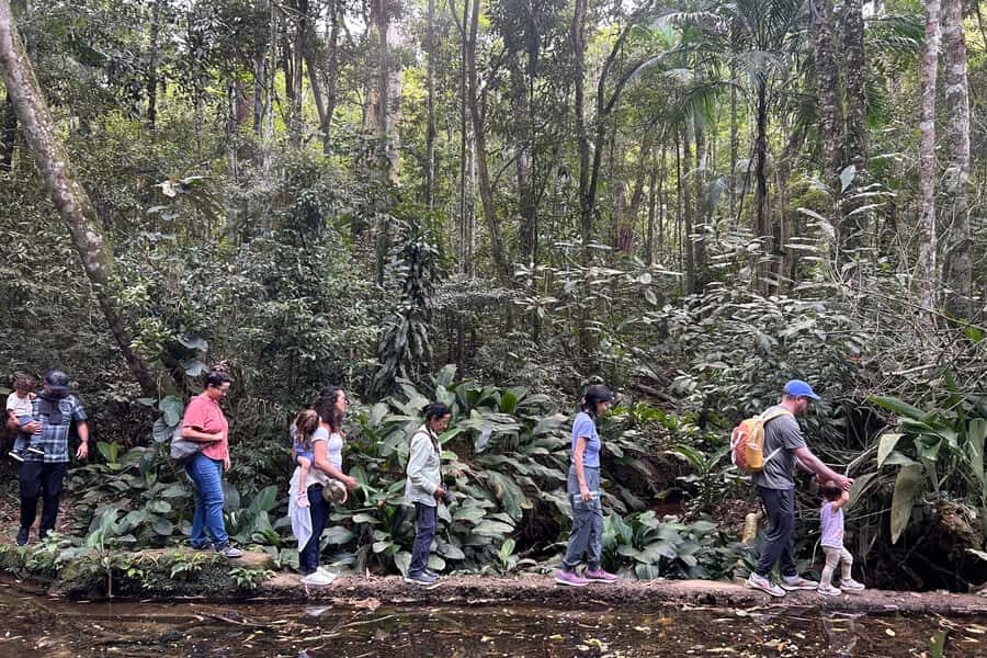 Rio de Janeiro: Tijuca National Park Tour - Key highlights worth your morning