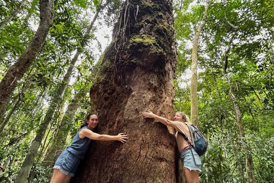 Rio de Janeiro: Tijuca National Park Tour - Tijuca National Park: the urban jungle escape you can fit in