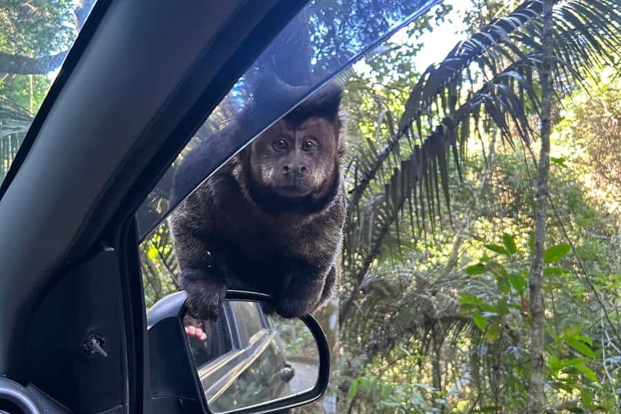 Rio de Janeiro: Tijuca National Park Tour - Sector A viewpoints: why the first stops matter