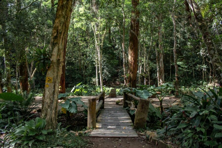 Rio: Half-Day Jeep Tour at Floresta da Tijuca - Waterfall time: Cascatinha Visconde de Taunay and the quick dip gamble