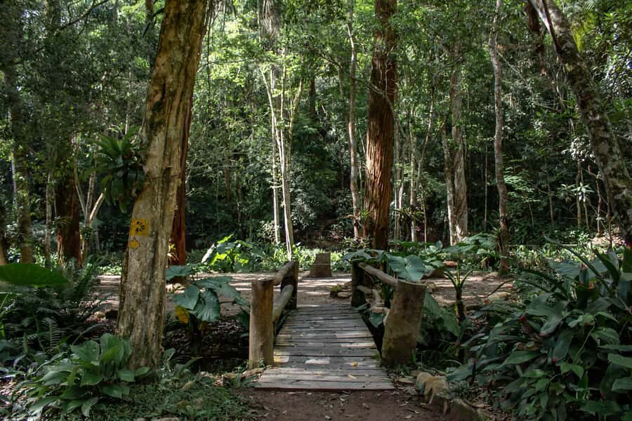 Rio: Half-Day Jeep Tour at Floresta da Tijuca - Price and what you really get for about $60