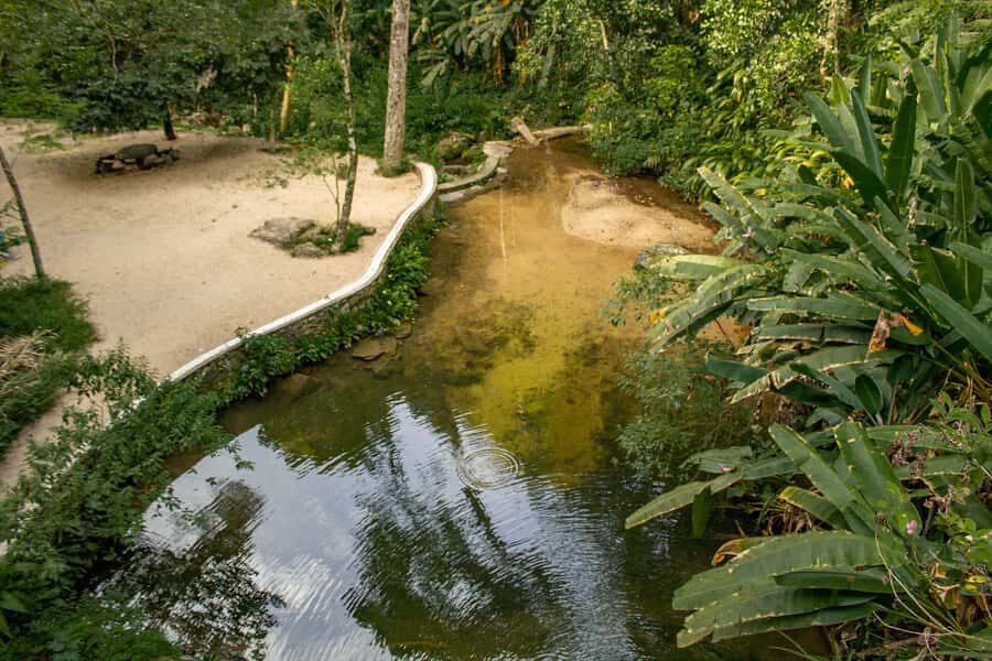 Rio: Half-Day Jeep Tour at Floresta da Tijuca - Who should book this Jeep tour (and who might skip it)