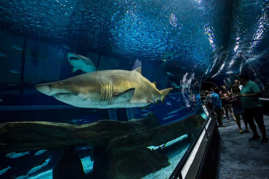 Rio: Olympic Boulevard, AquaRio and Museum of Tomorrow Tour - Quick hits before you go