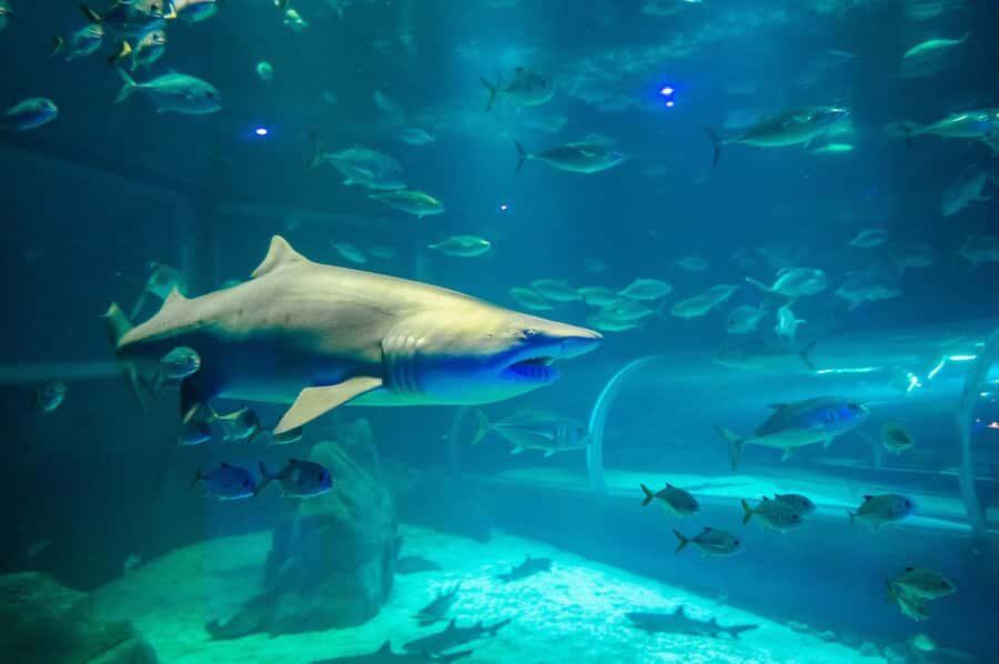 Rio: Olympic Boulevard, AquaRio and Museum of Tomorrow Tour - AquaRio option: what you’re really signing up for at the aquarium