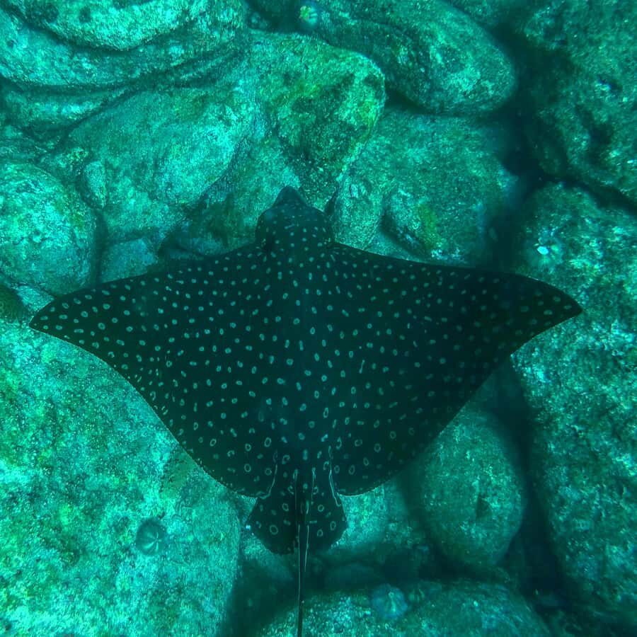 Rio: Snorkel & Swim with Turtles Tour at Tijuca Islands - What to bring so you feel comfortable in the water and on the islands
