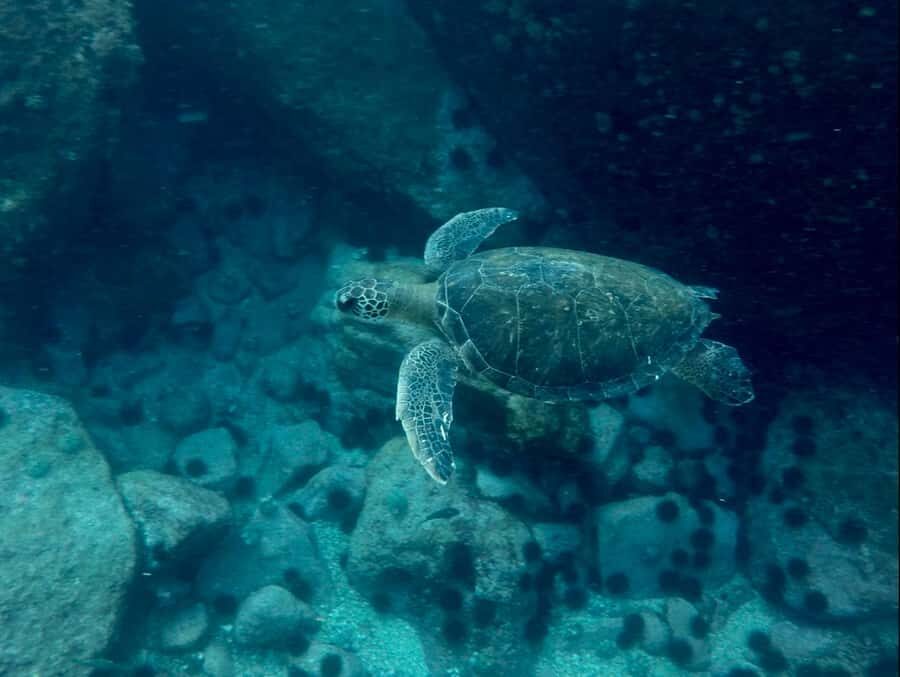 Rio: Snorkel & Swim with Turtles Tour at Tijuca Islands - Speedboat ride: views, breeze, and a quick taste of open water