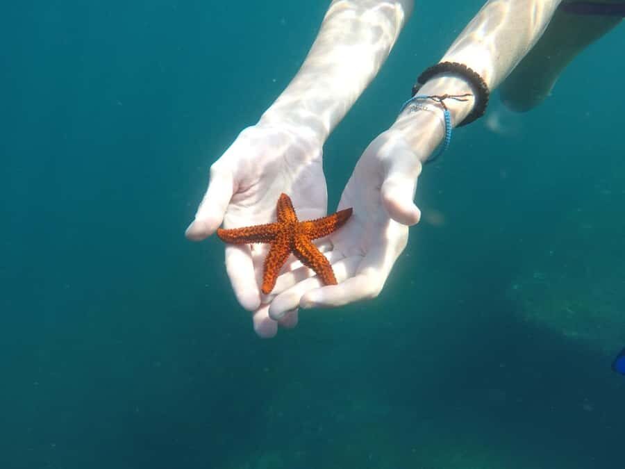 Rio: Snorkel & Swim with Turtles Tour at Tijuca Islands - The views you’ll remember: Pedra da Gávea, Dois Irmãos, Christ