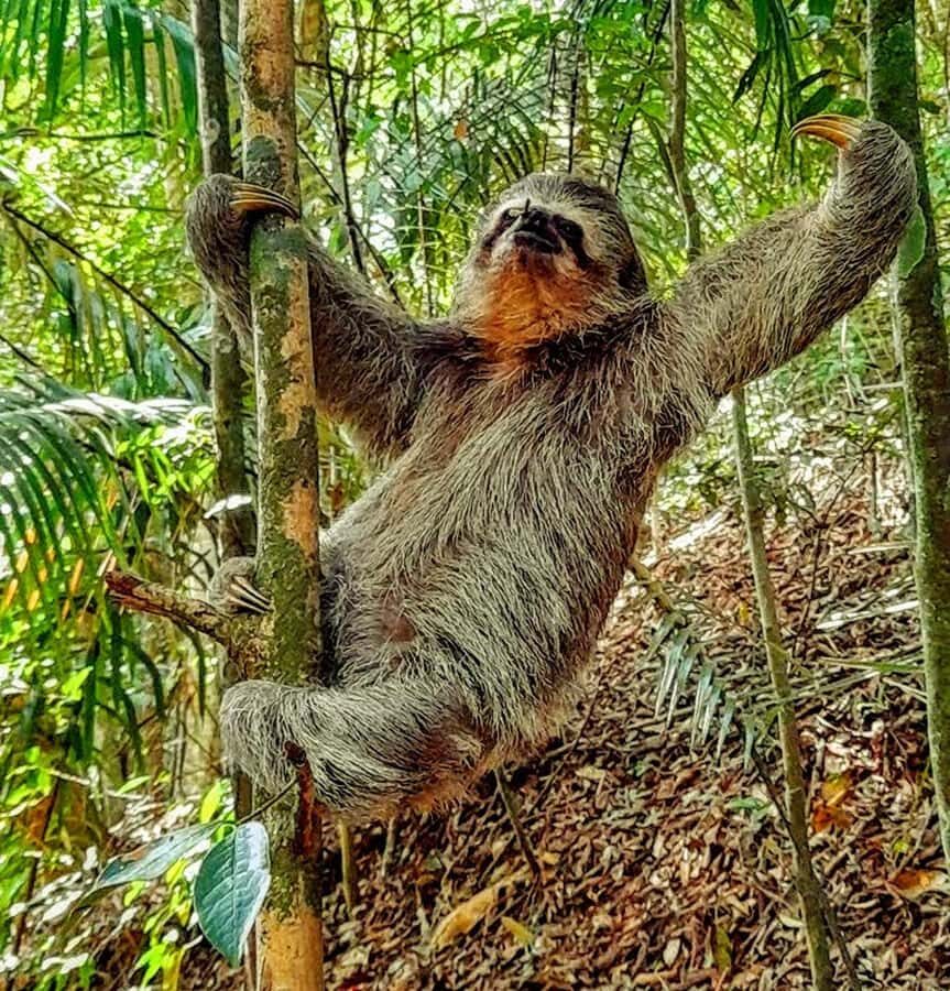 Rio: Tijuca National Park Small-Group Hike to Pedra Bonita - Key things I’d bet on (before you book)