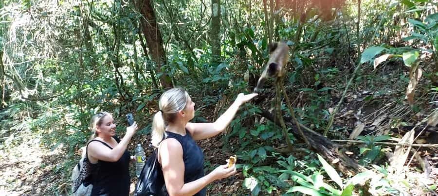 São Paulo: Atlantic Forest Hike in Jaraguá Park with Picnic - The 242 steps: why the summit is both the challenge and the reward