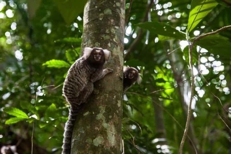 São Paulo: Atlantic Forest Hike in Jaraguá Park with Picnic - Price and logistics: is $212 per person worth it?