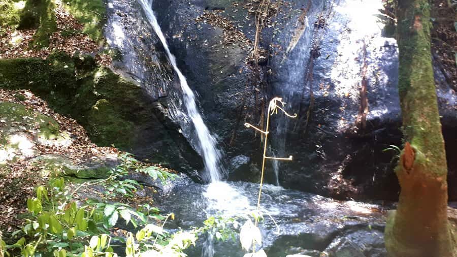 São Paulo: Cantareira Natural Park Guided Rainforest Hike - Key Things You’ll Notice on This Cantareira Hike