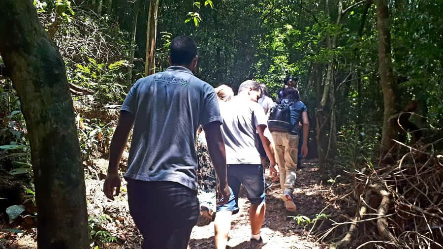 São Paulo: Cantareira Natural Park Guided Rainforest Hike - What to Bring So the Day Stays Fun